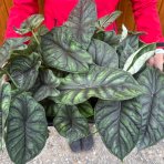 Alokázia (Alocasia) ´DRAGON SCALE´ - výška 20-25 cm, kont. C2L